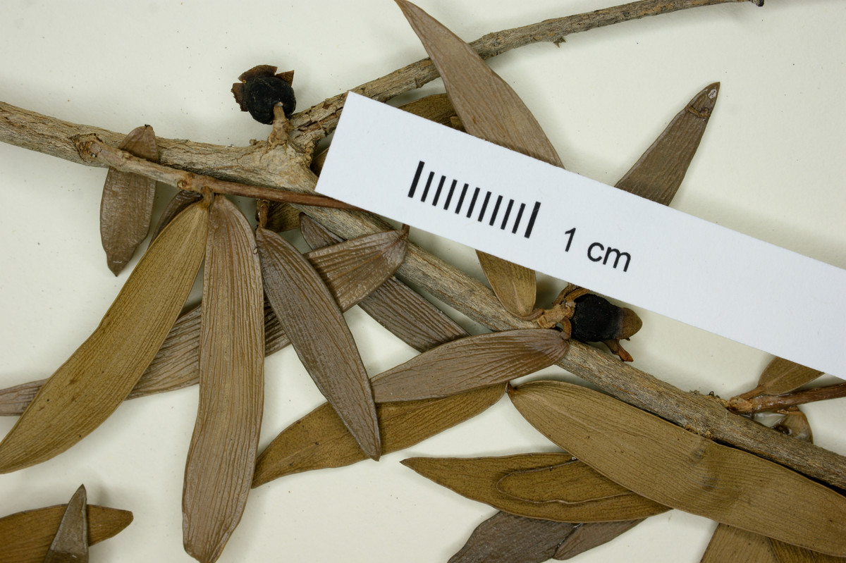 Eugenia lindahlii image