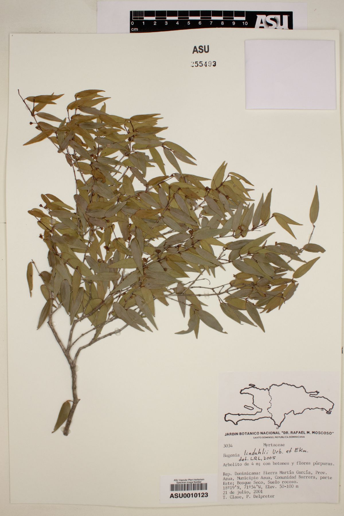 Eugenia lindahlii image