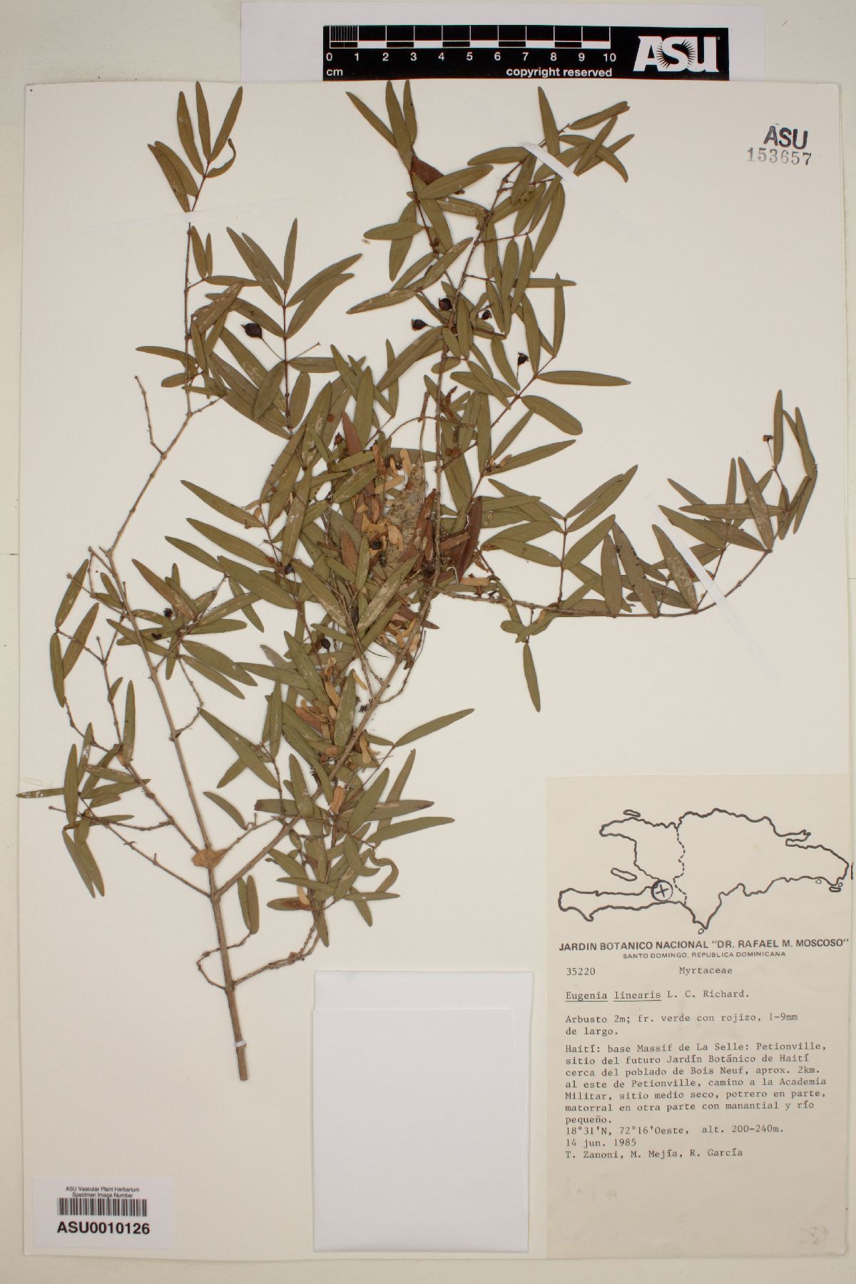 Eugenia linearis image