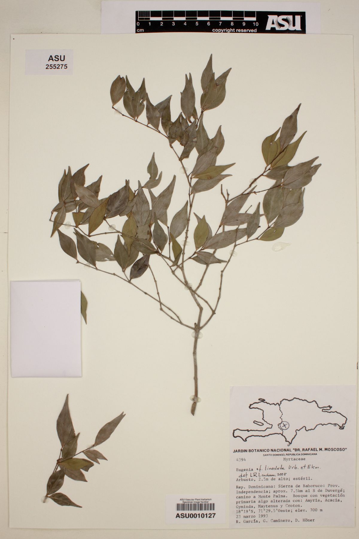 Eugenia lineolata image
