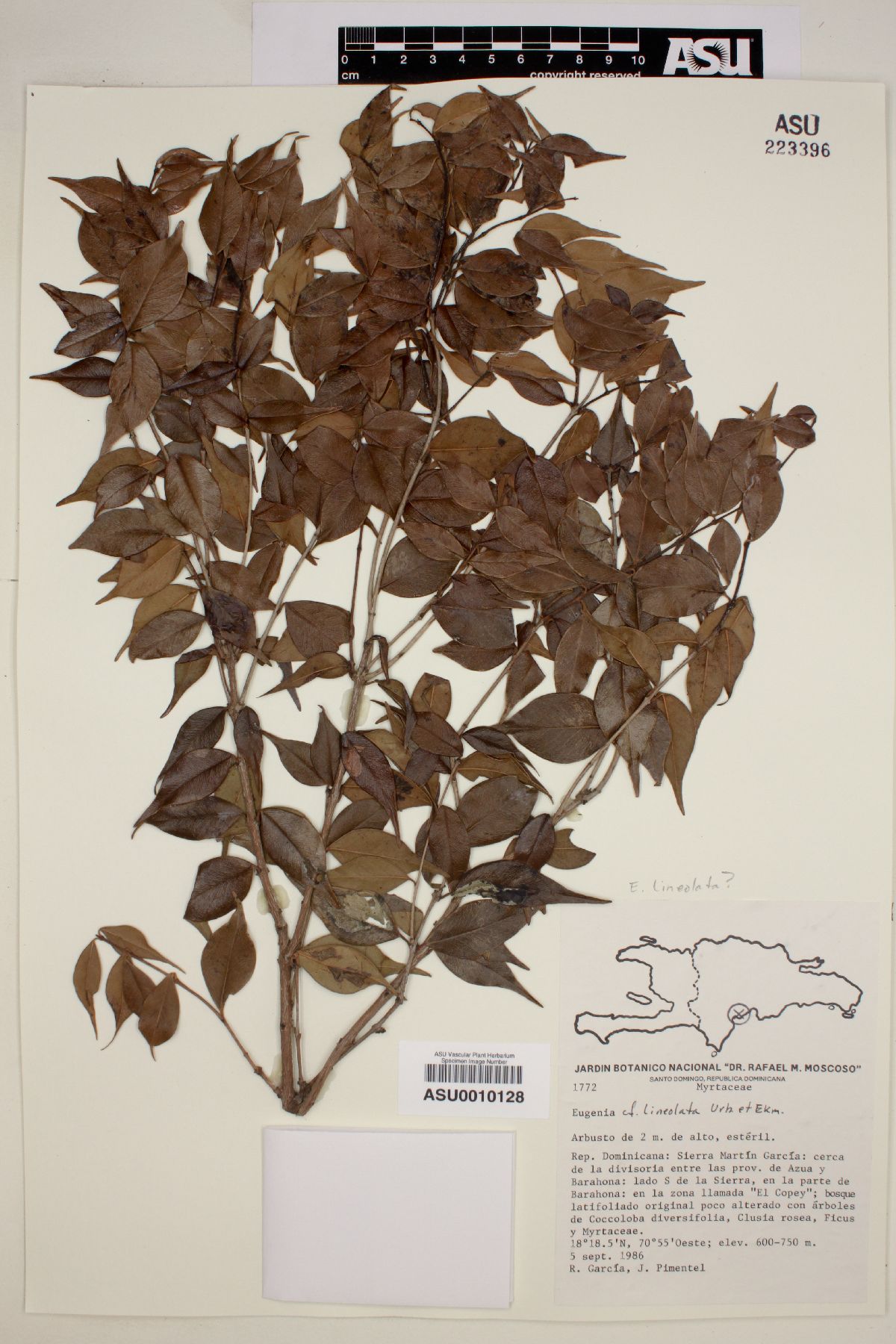 Eugenia lineolata image