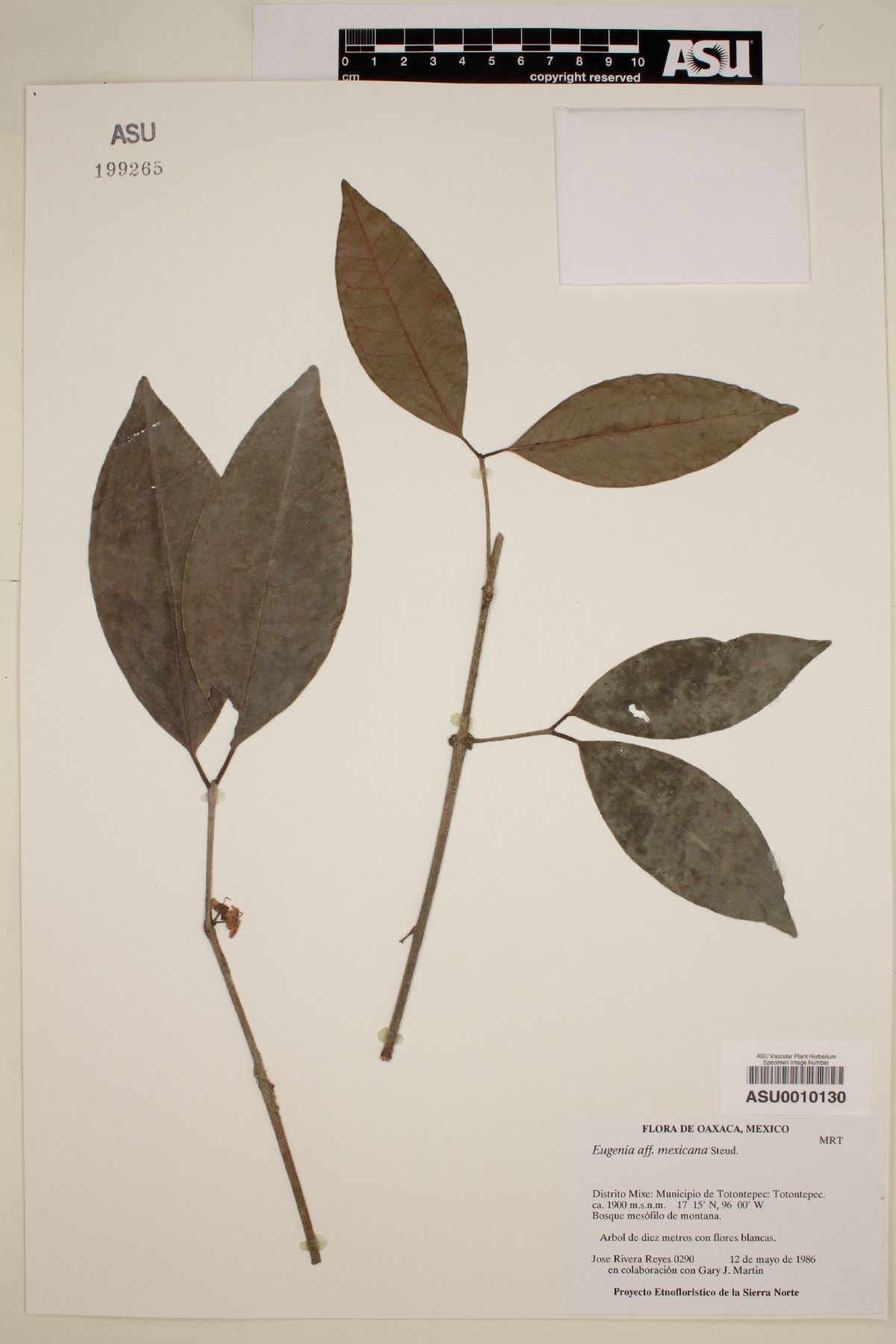 Eugenia mexicana image