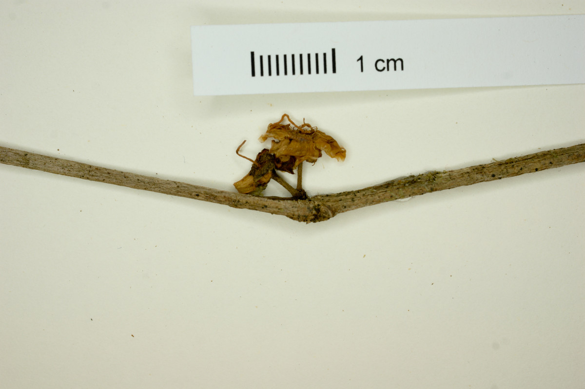 Eugenia mexicana image