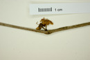 Eugenia mexicana image