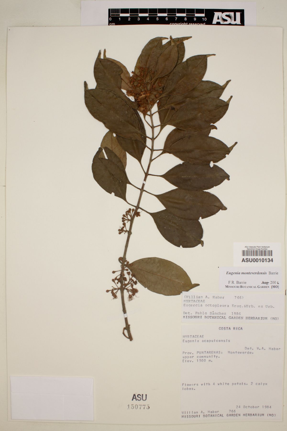 Eugenia monteverdensis image