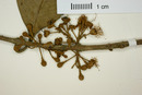 Eugenia monteverdensis image