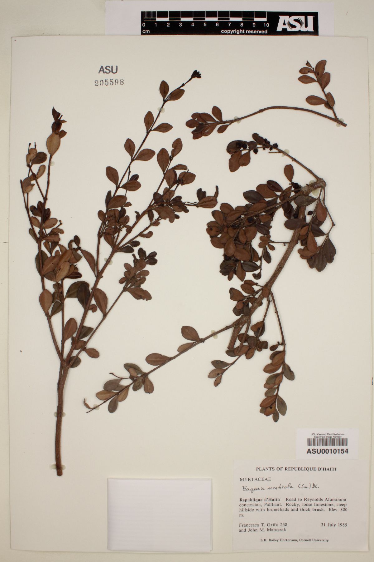 Eugenia monticola image