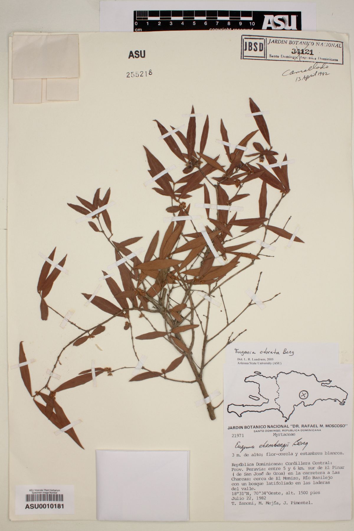 Eugenia odorata image