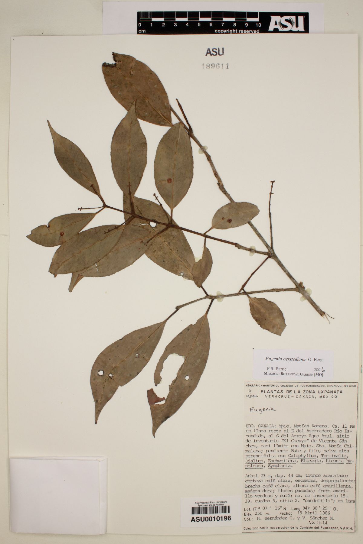 Eugenia oerstediana image