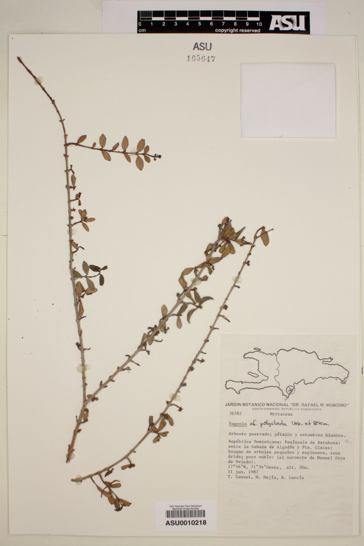 Eugenia polyclada image