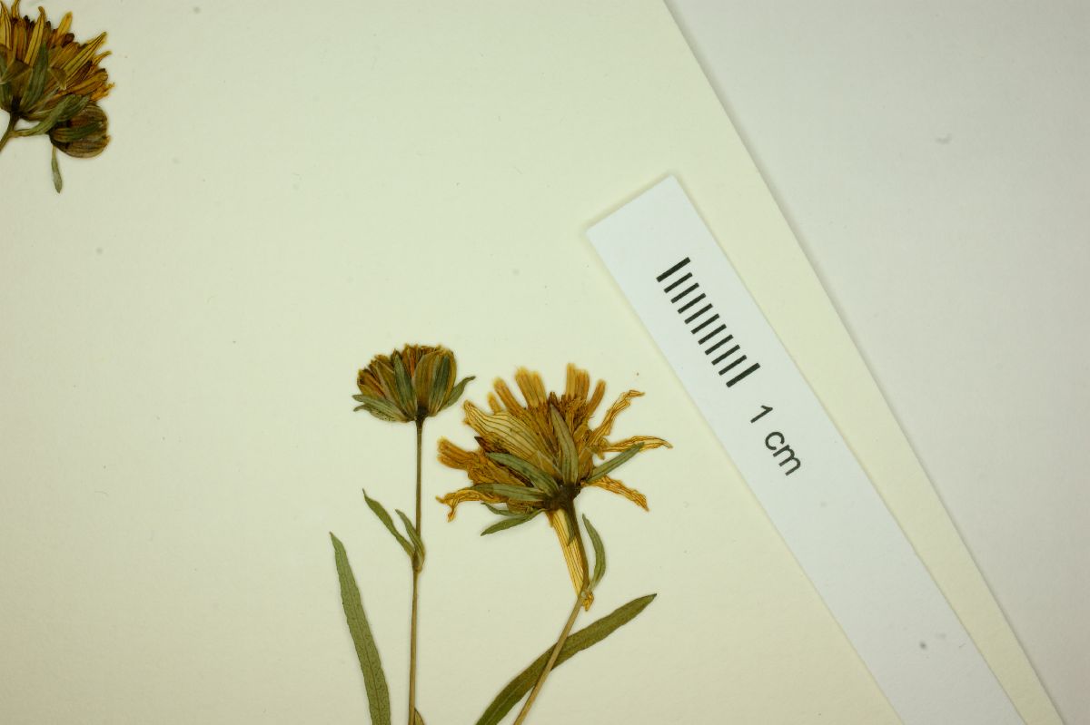 Bidens gentryi image