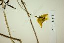 Bidens ocellatus image