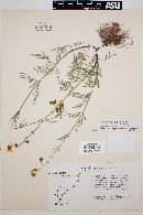 Bidens aurea image