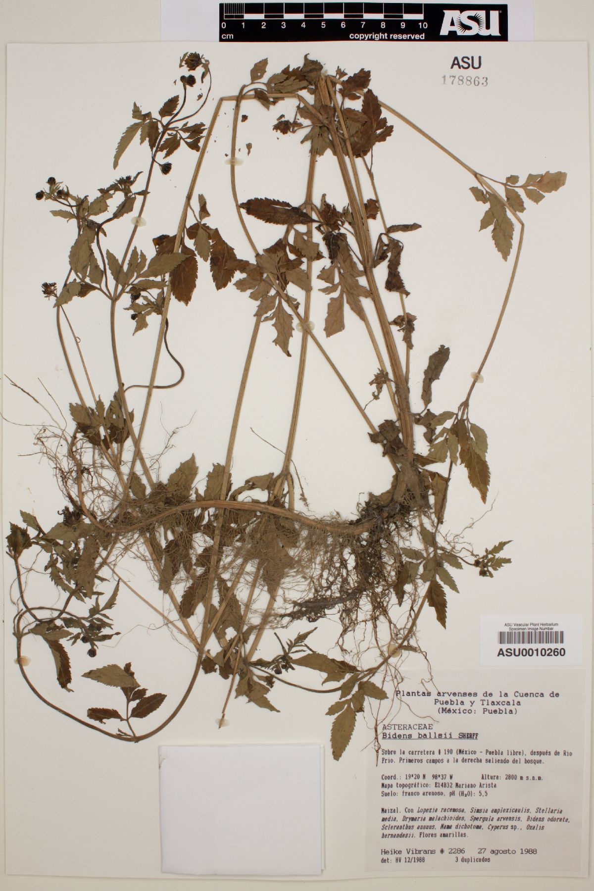 Bidens ballsii image