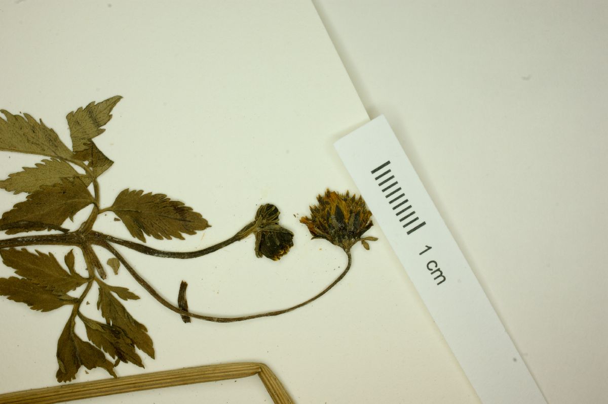 Bidens ballsii image