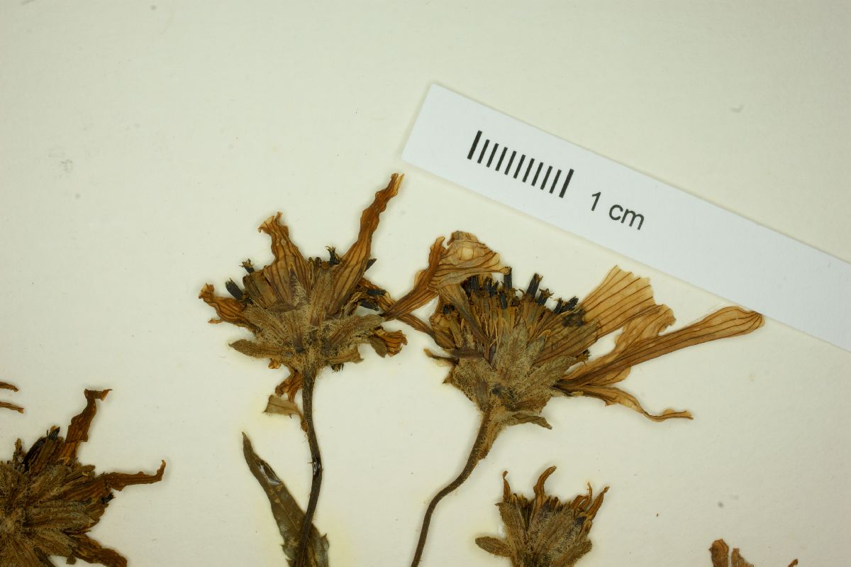 Bidens holwayi image