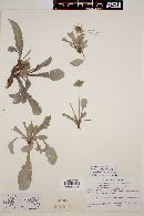 Berlandiera x macrophylla image