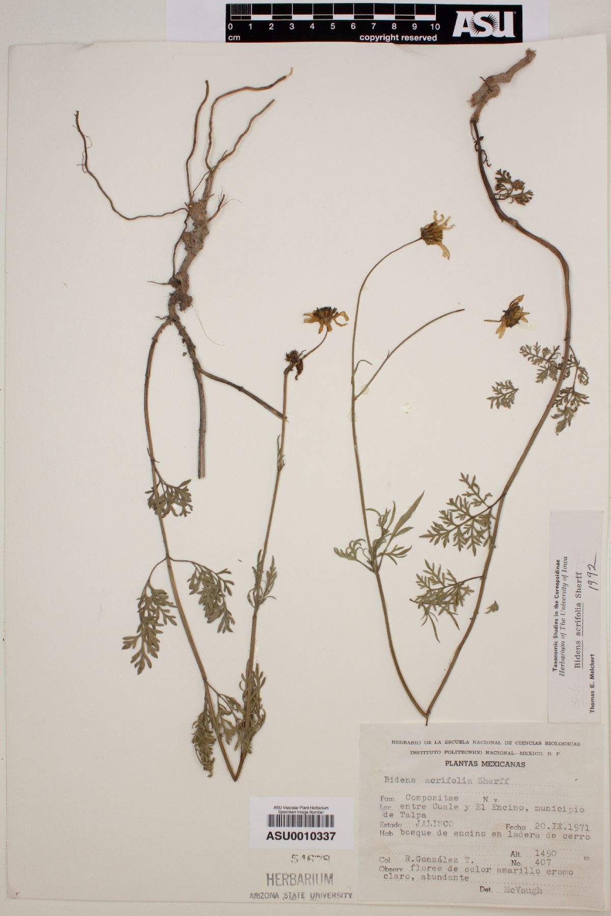 Bidens acrifolia image