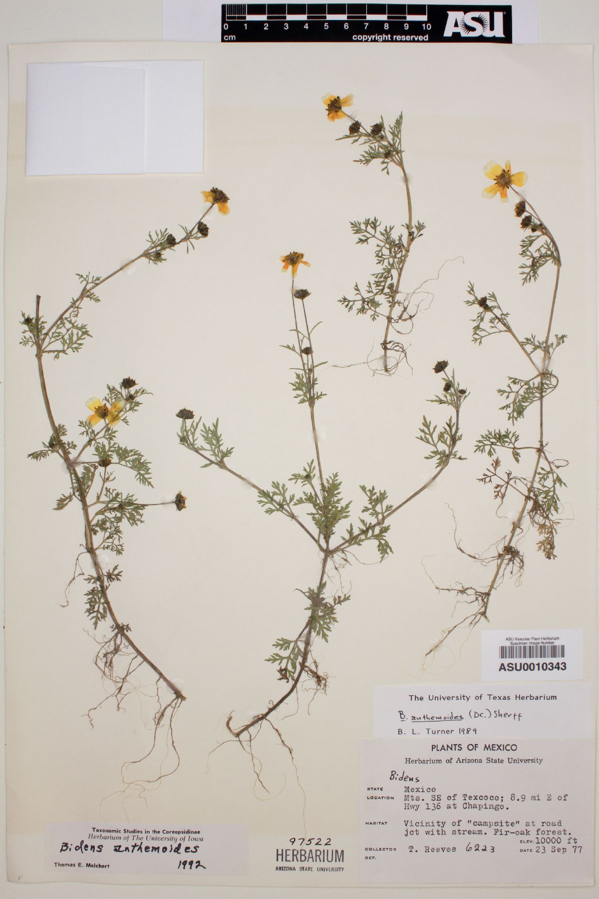 Bidens anthemoides image