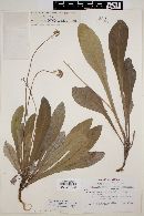 Berlandiera monocephala image