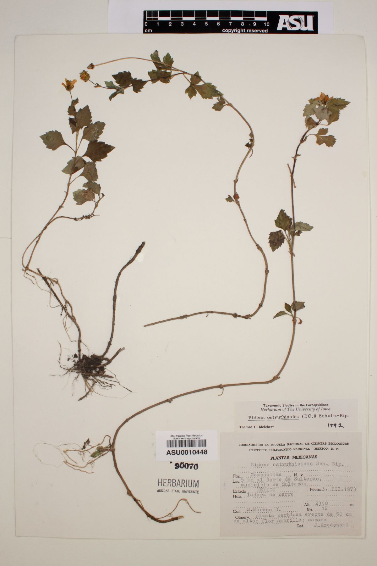 Bidens ostruthioides image