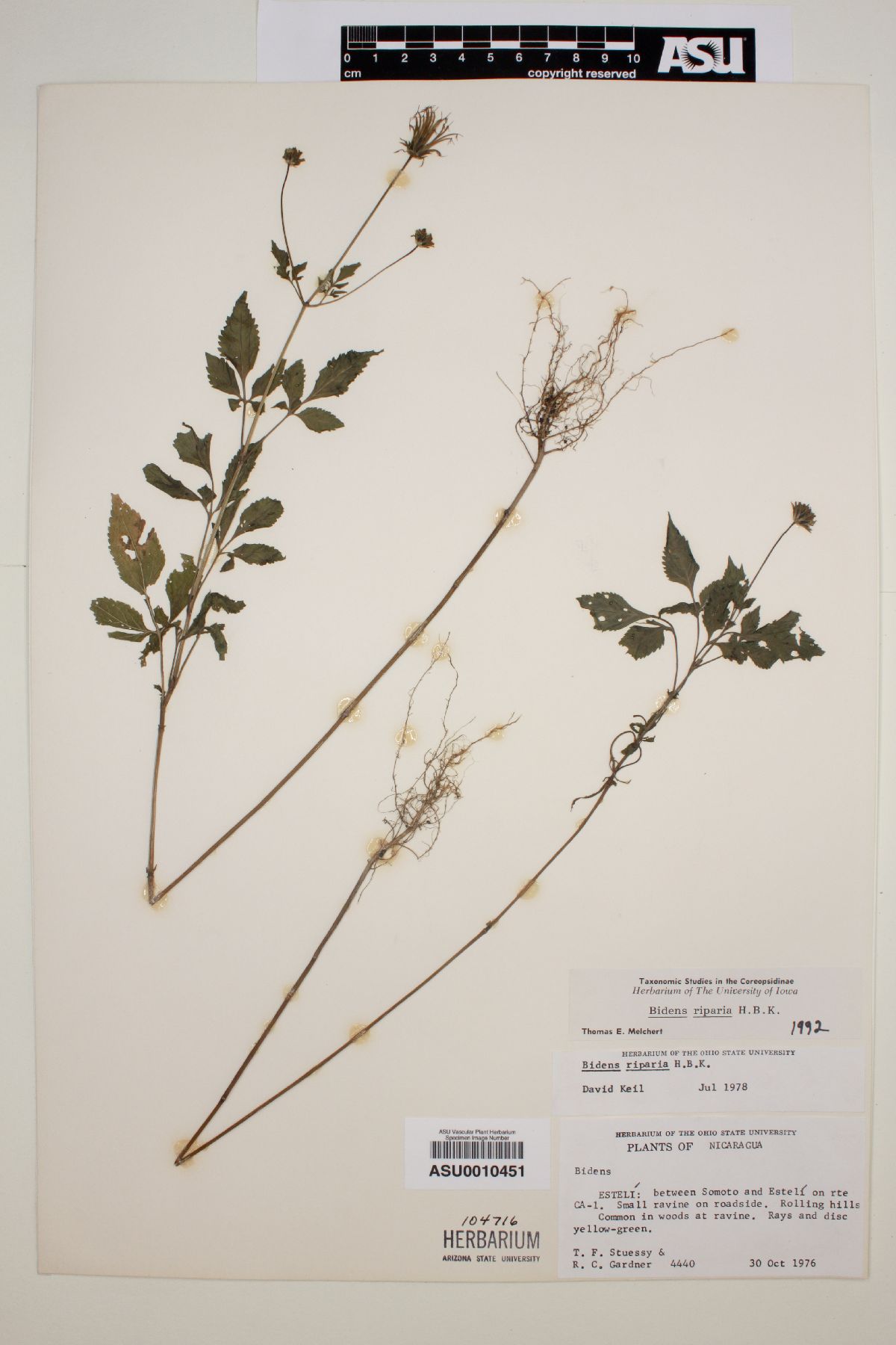 Bidens riparia image