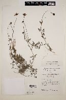 Bidens triplinervia image