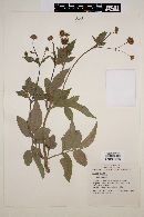 Bidens pilosa image