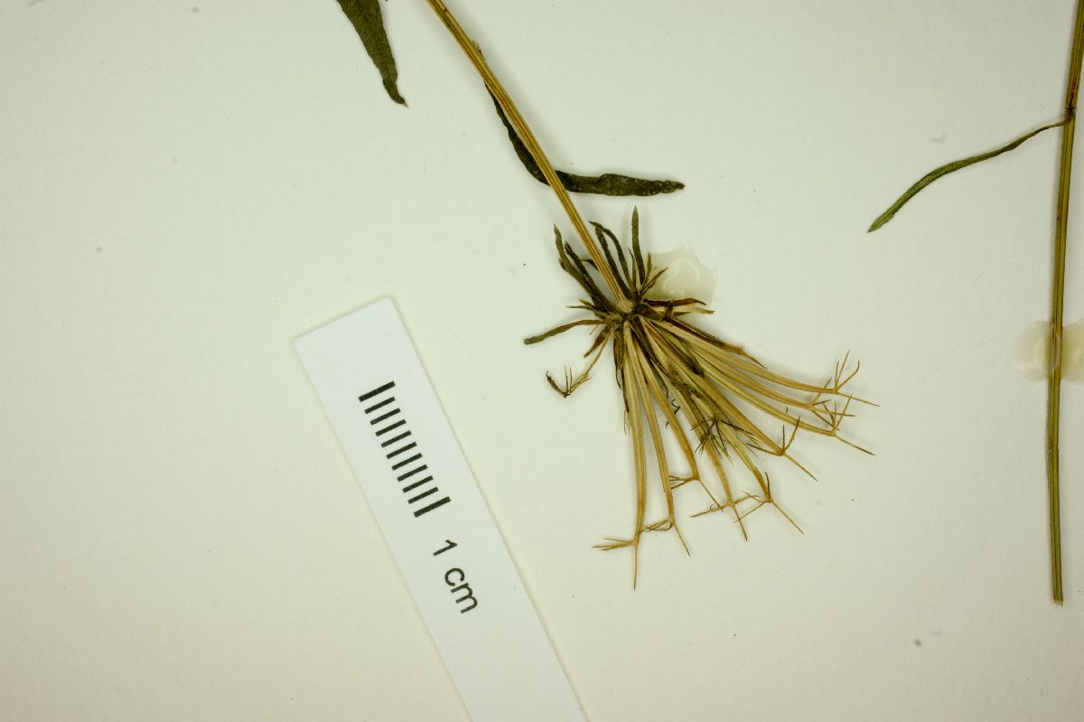 Bidens riparia image