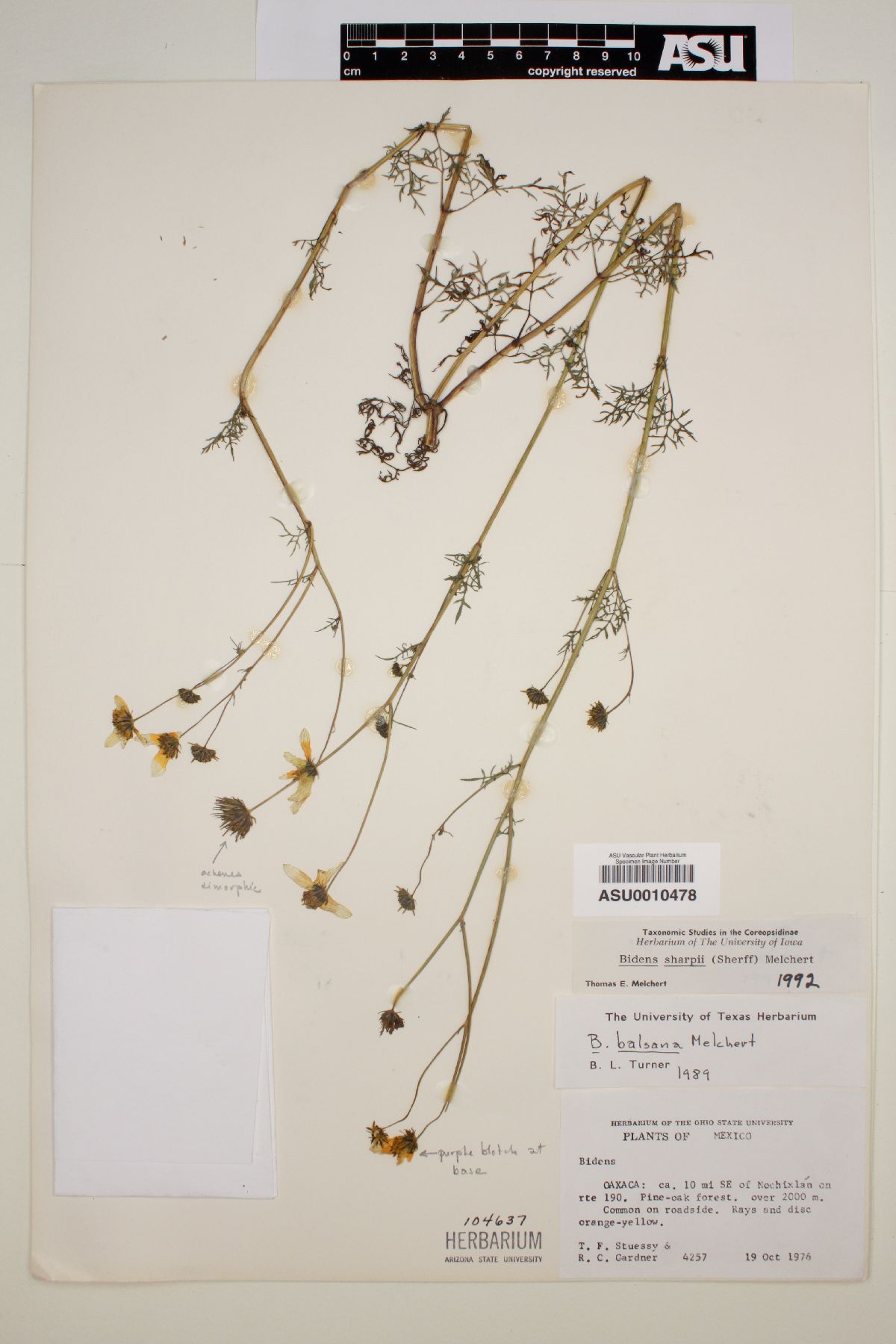 Bidens sharpii image