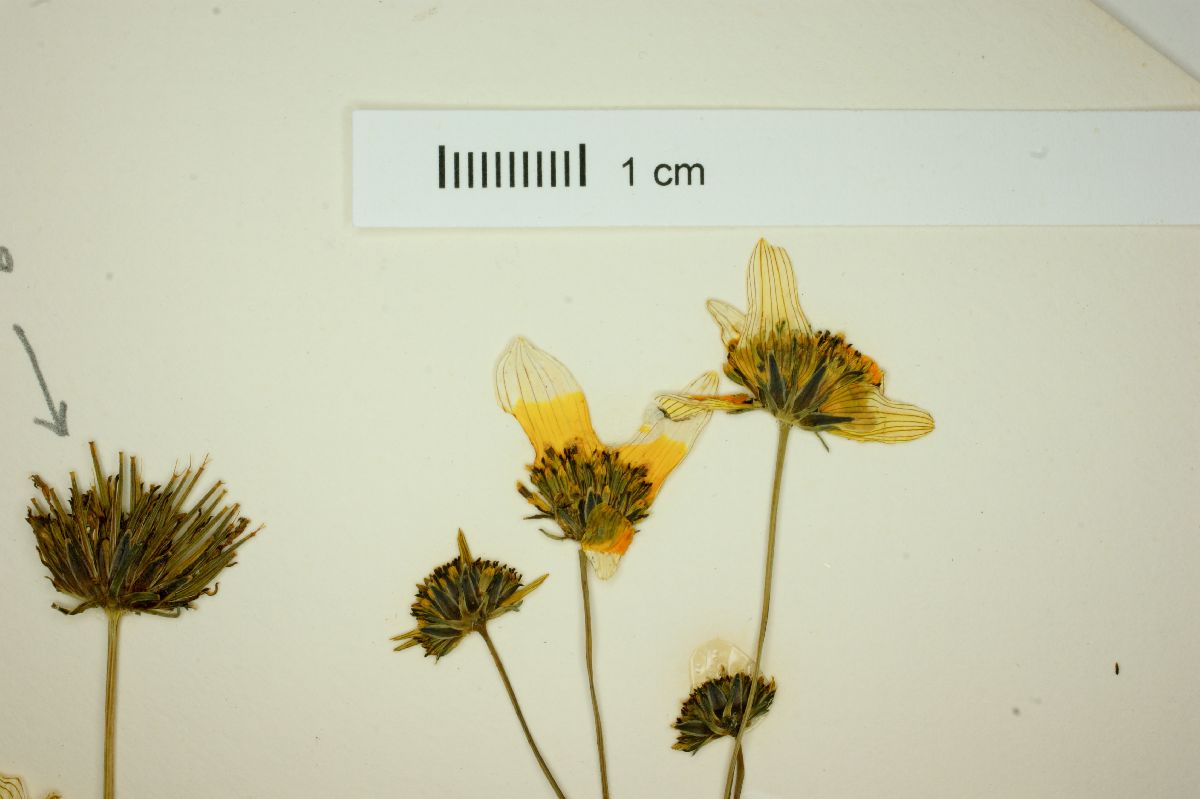 Bidens sharpii image