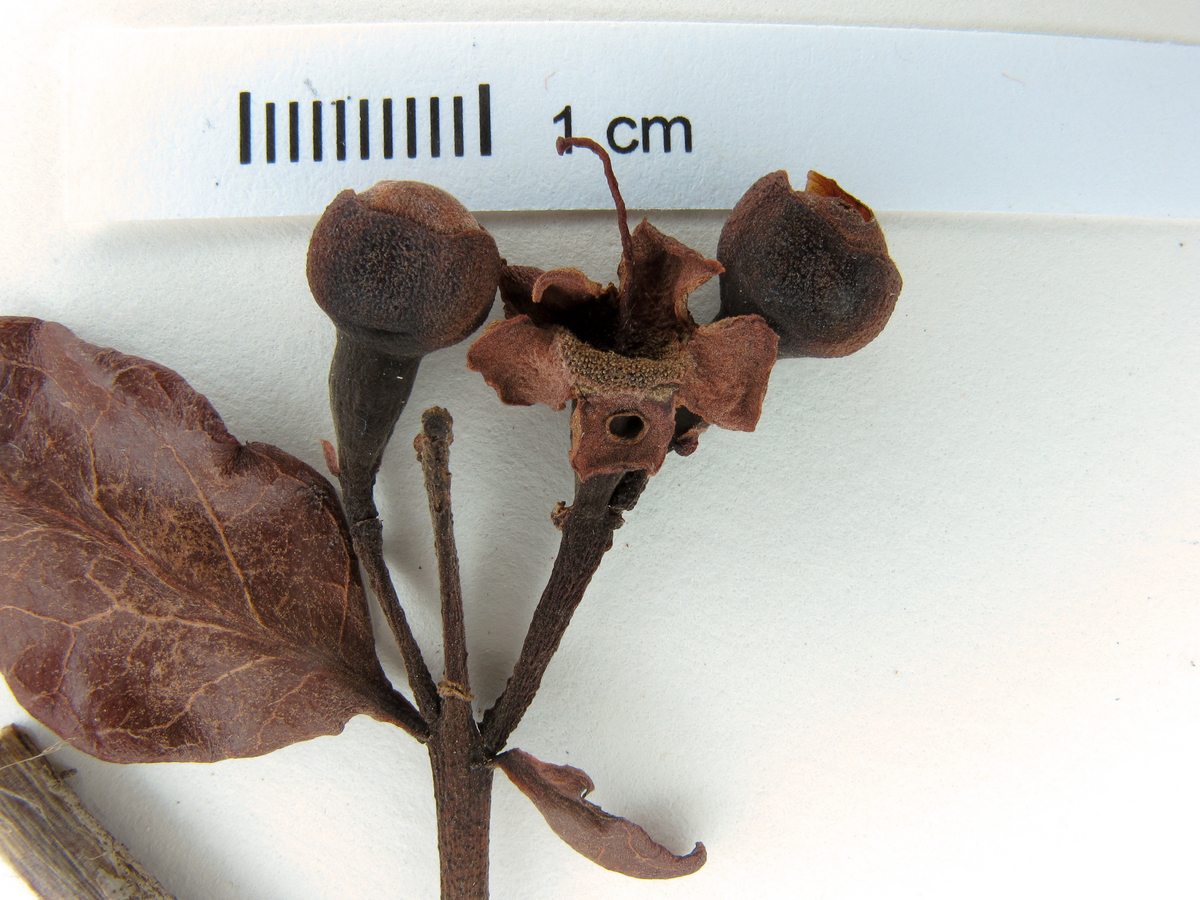 Psidium guyanense image