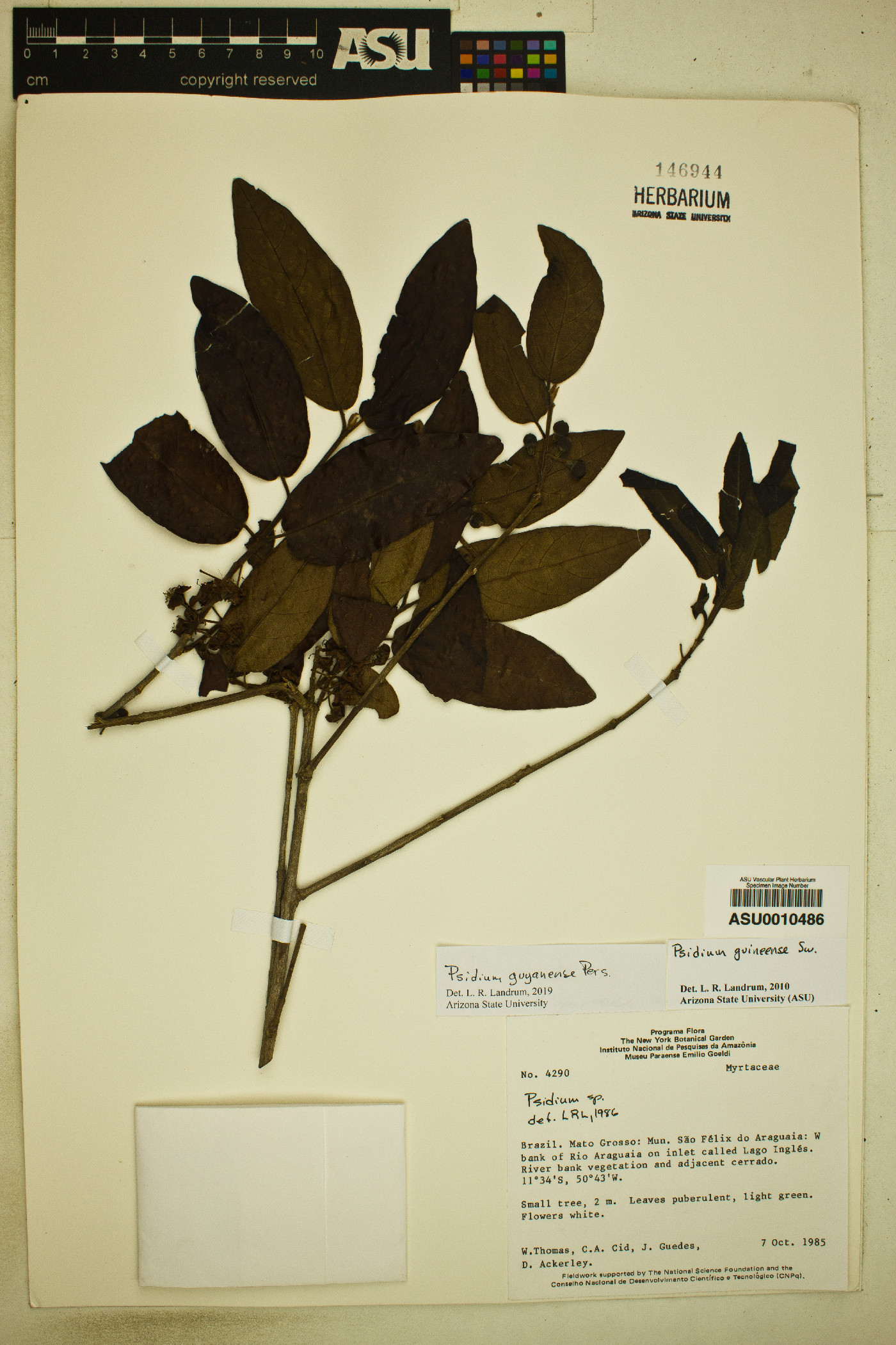 Psidium guyanense image