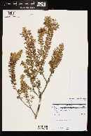 Image of Marlierea angustifolia