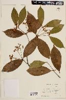 Calyptranthes paxillata image
