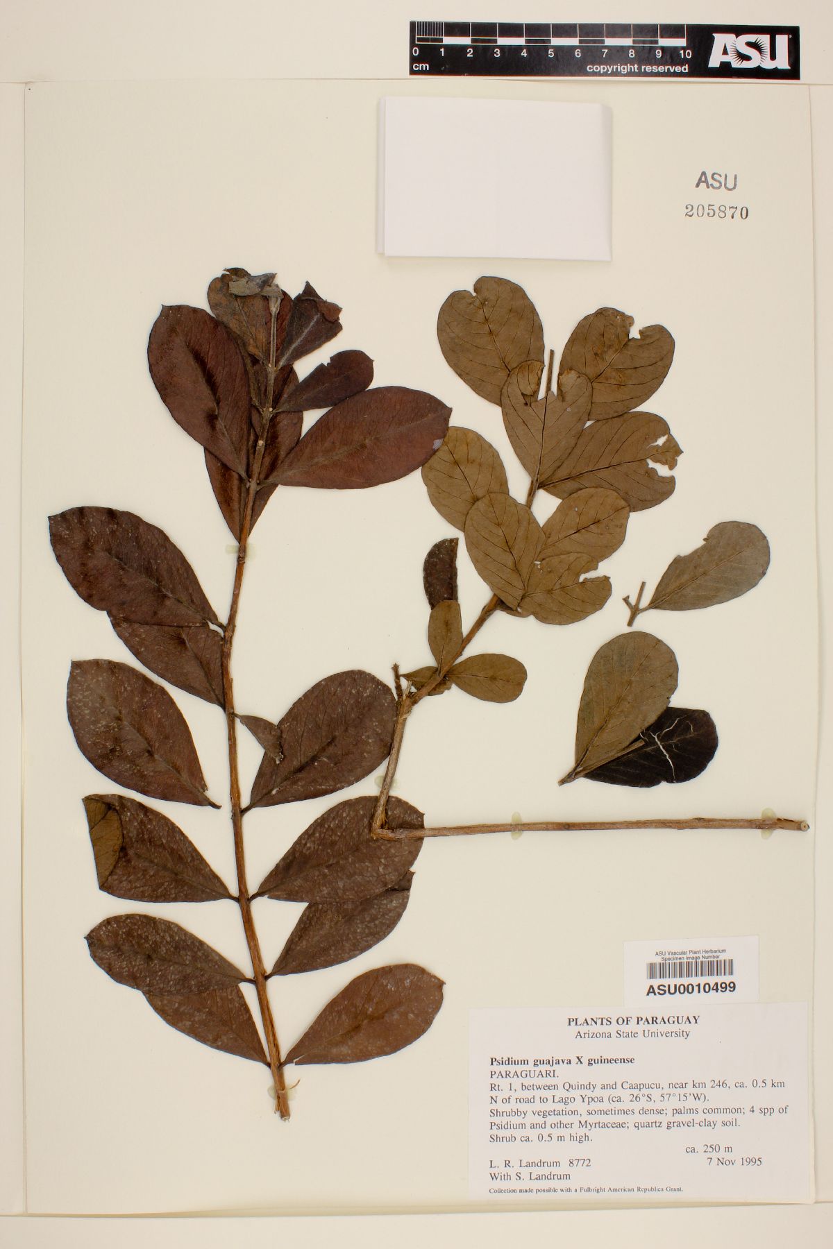 Psidium guajava X guineense image