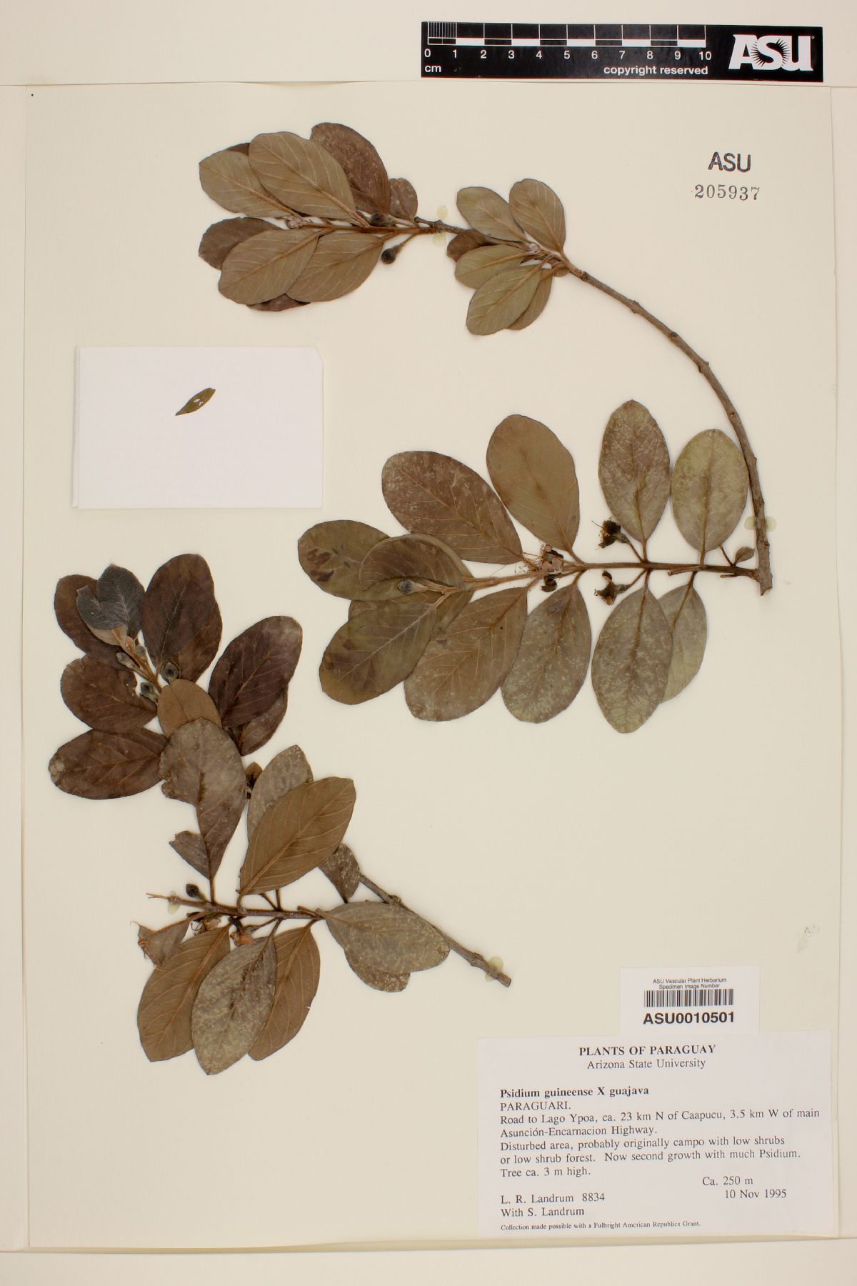 Psidium guajava X guineense image