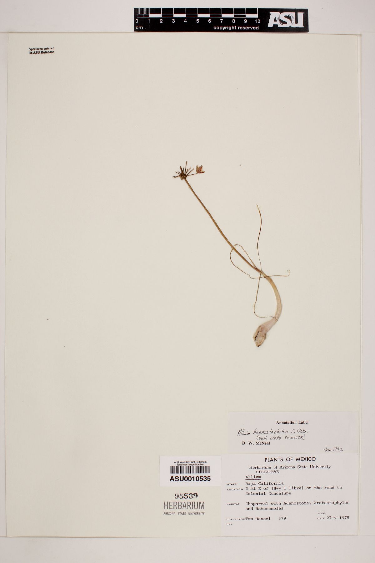 Allium haematochiton image