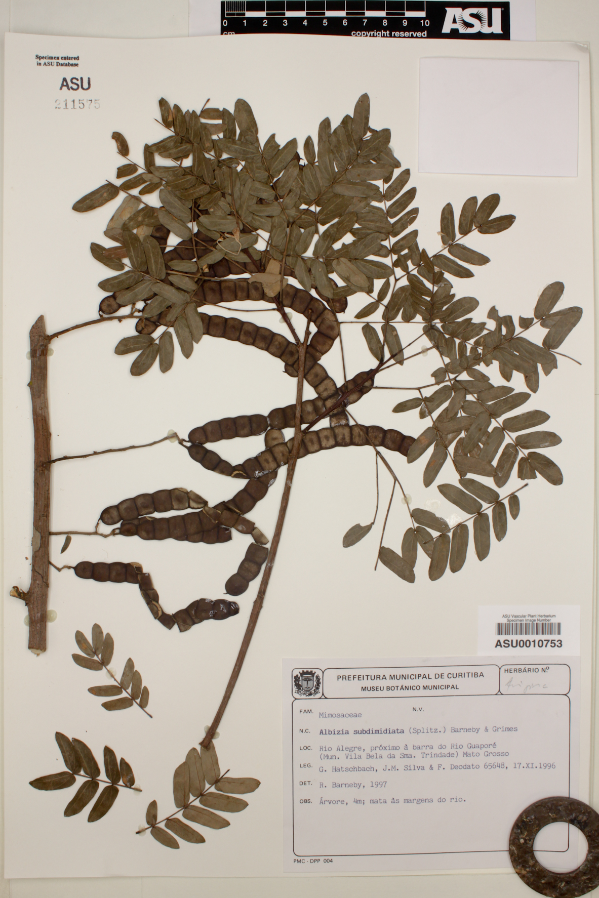 Albizia subdimidiata image