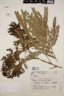 Albizia polycephala image