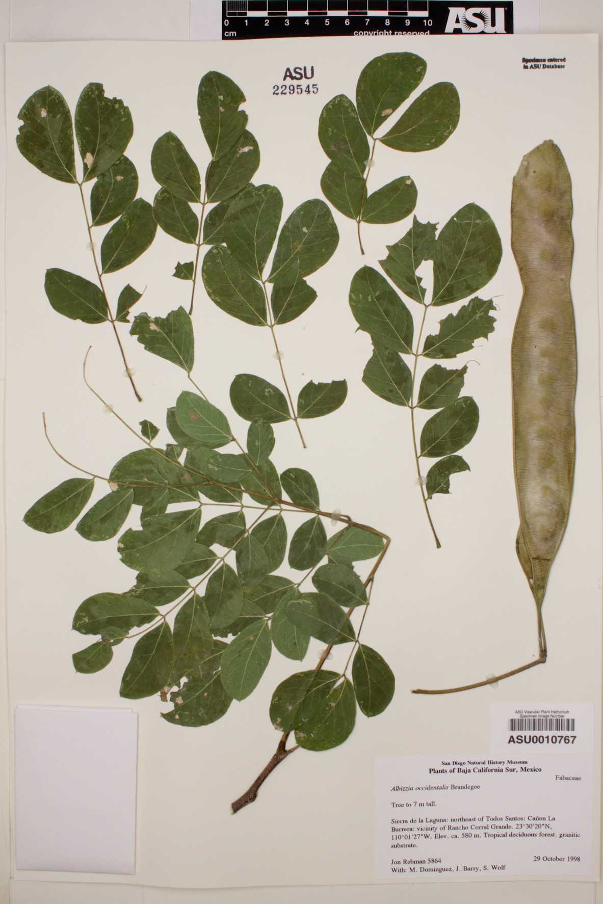 Albizia occidentalis image