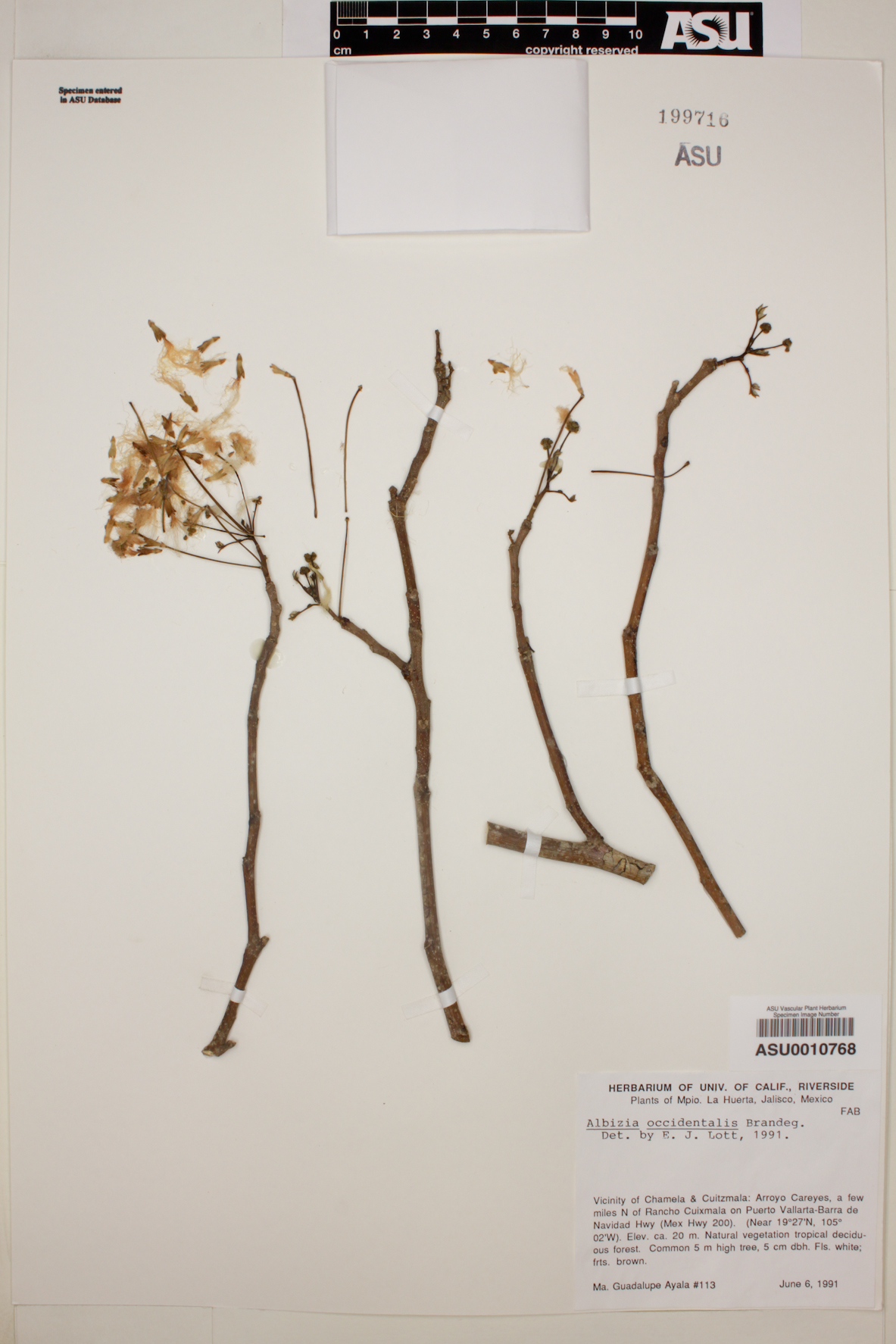Albizia occidentalis image