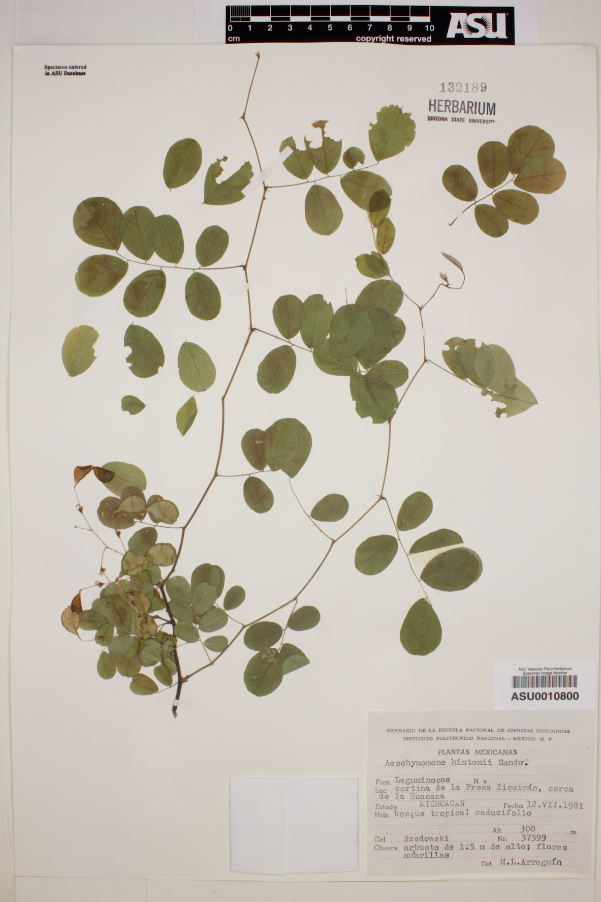 Aeschynomene hintonii image