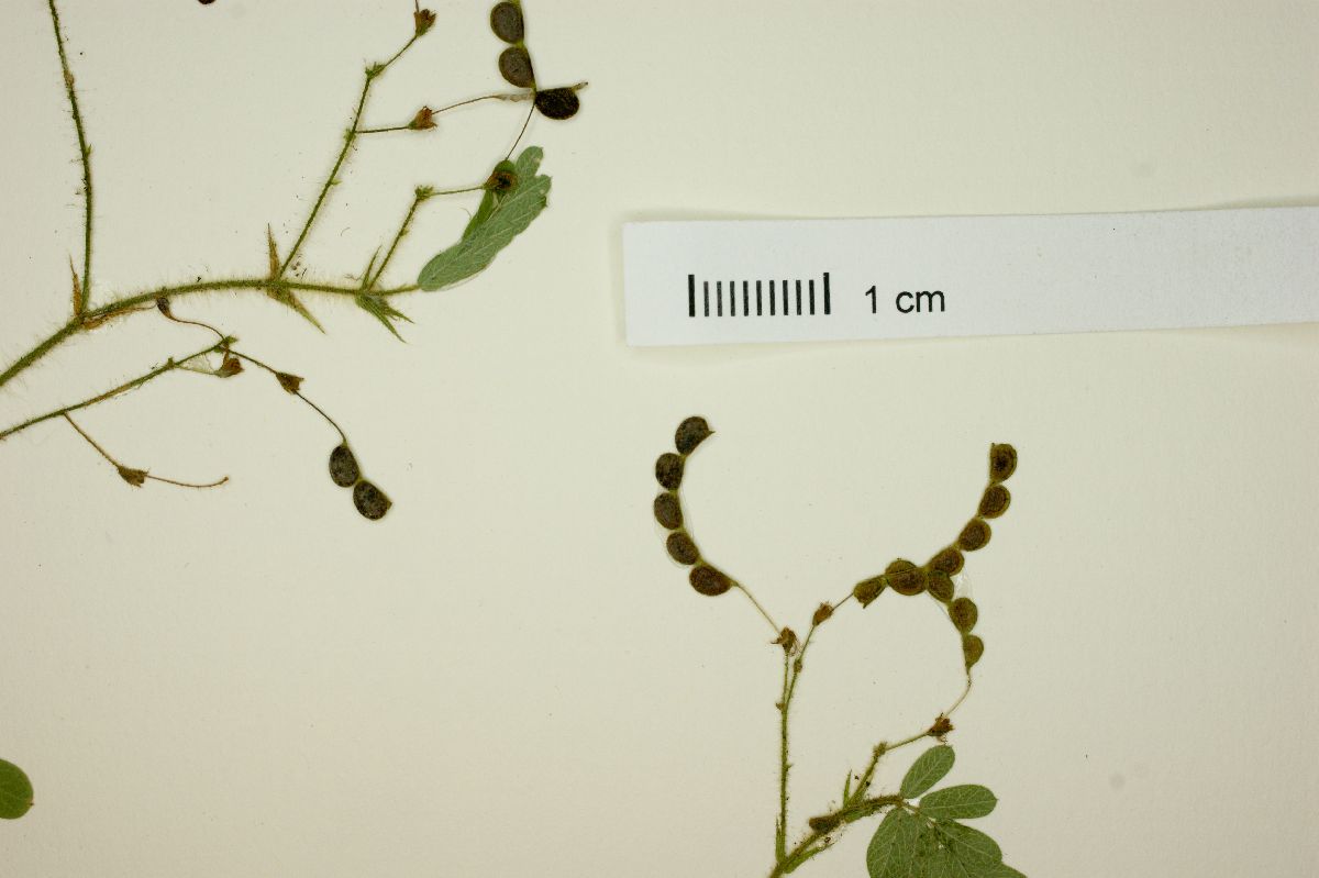Aeschynomene falcata image