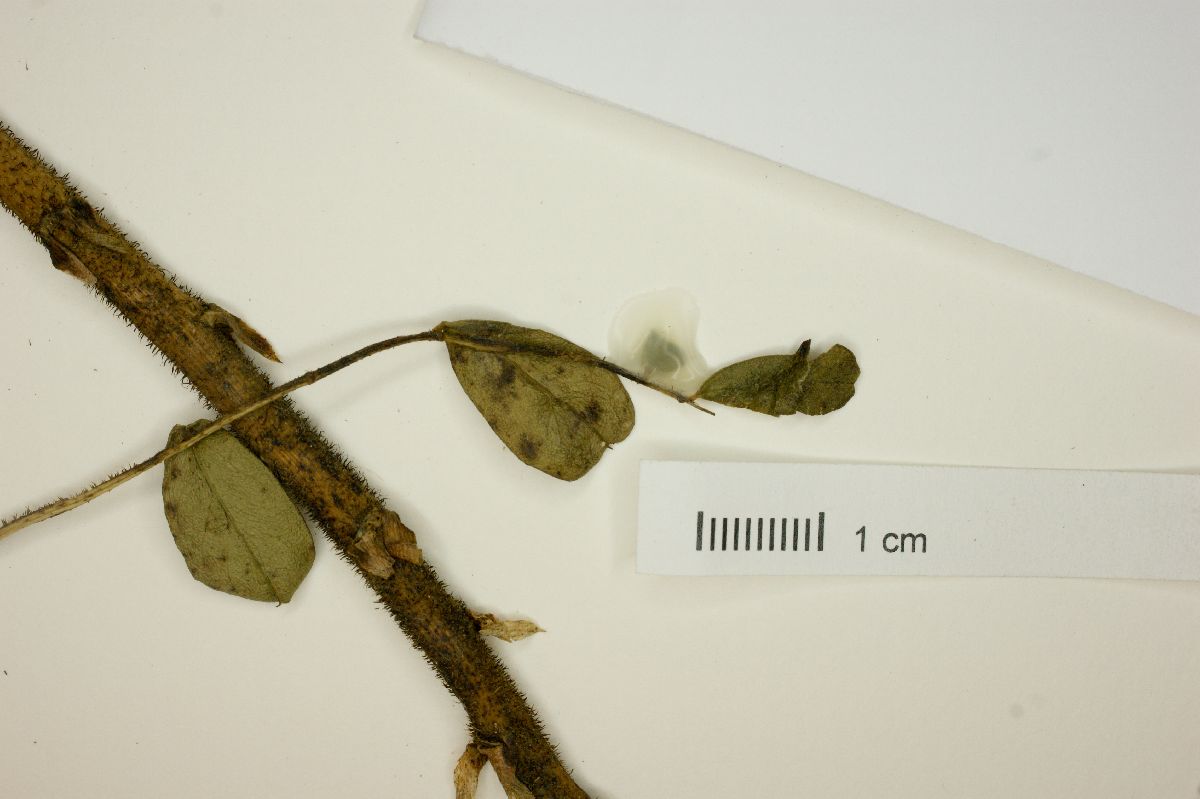 Adesmia reitziana image