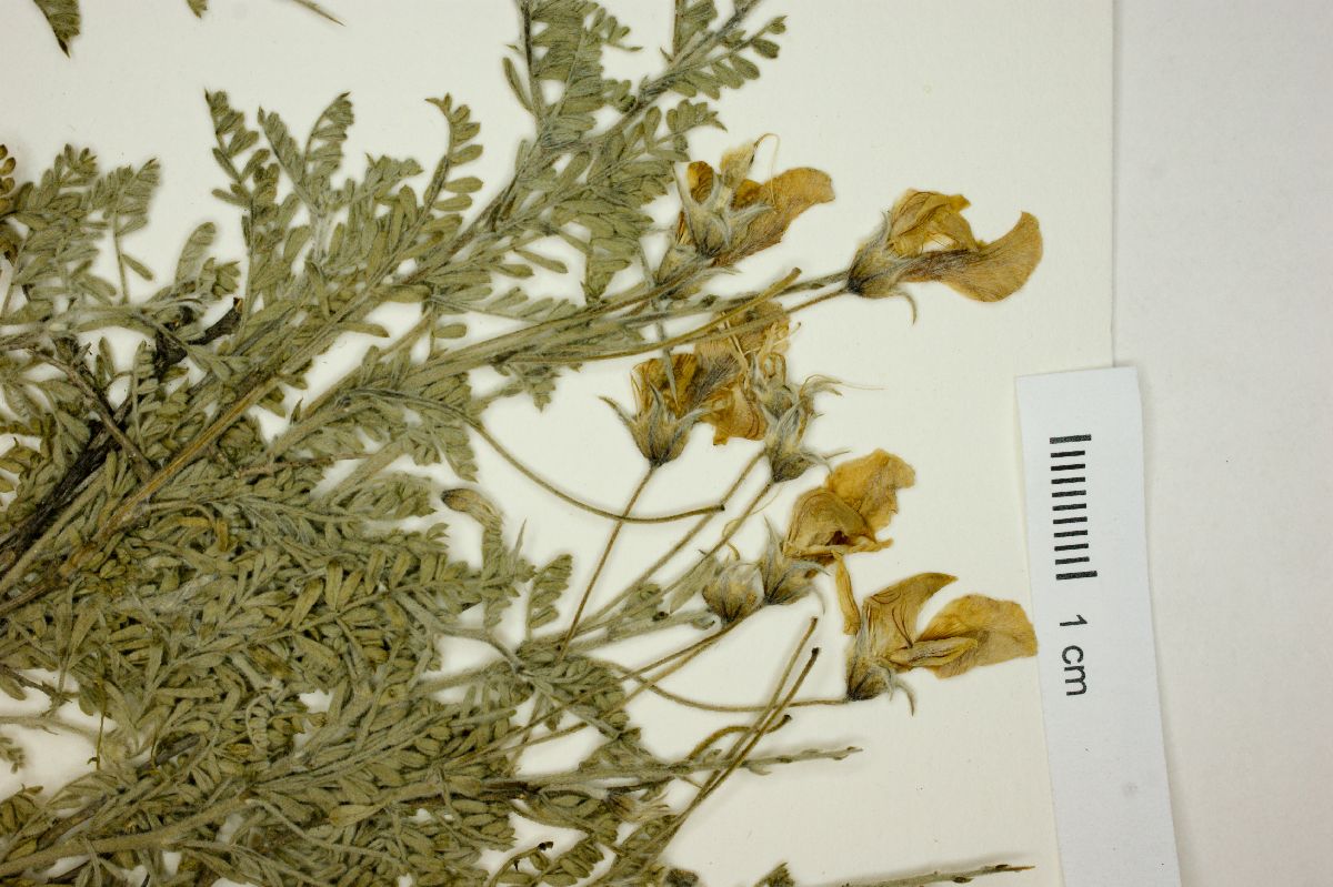 Adesmia pungens image