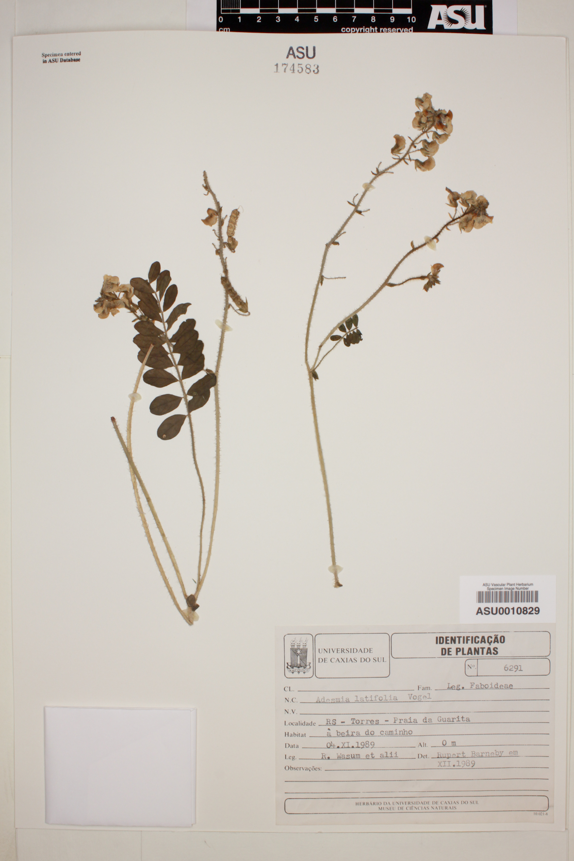 Adesmia latifolia image