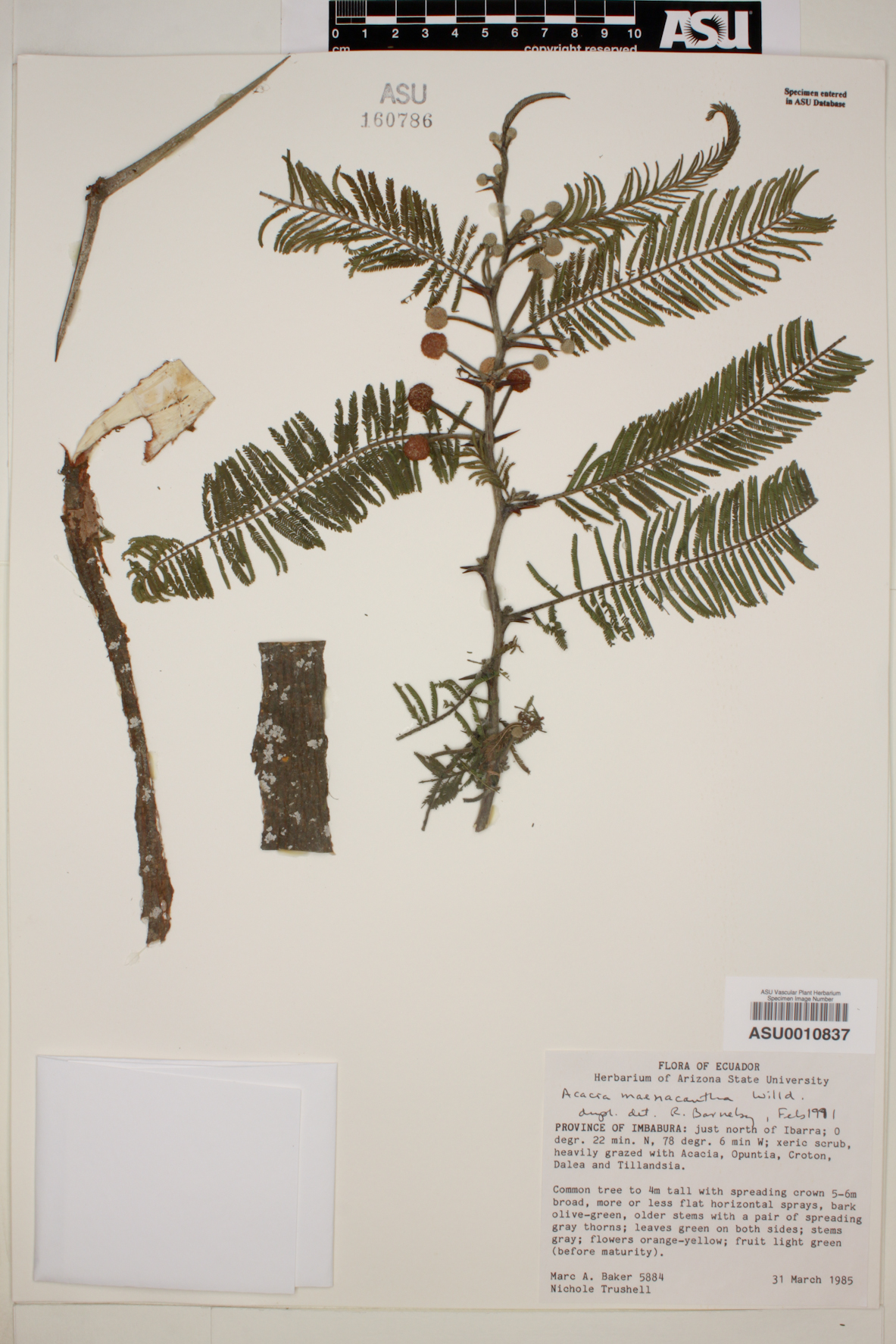 Acacia macracantha image
