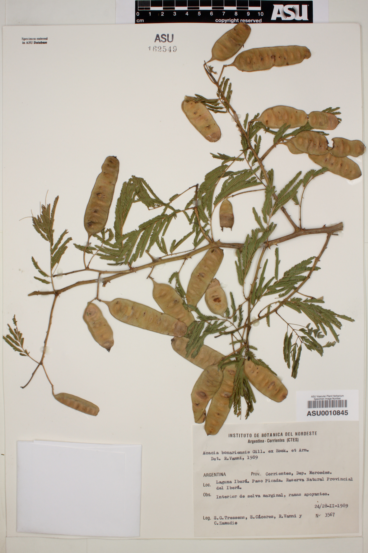 Acacia bonariensis image