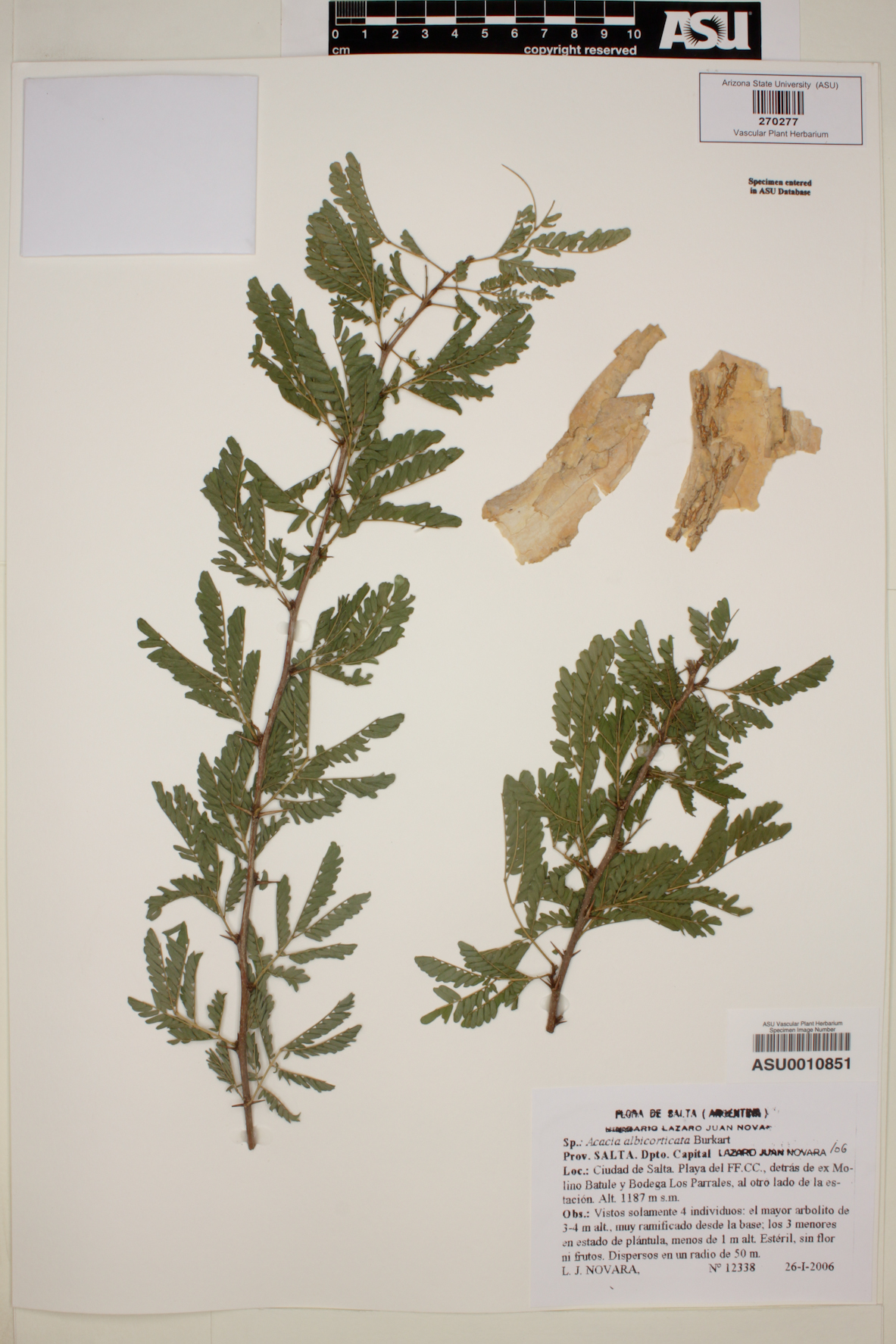 Acacia albicorticata image